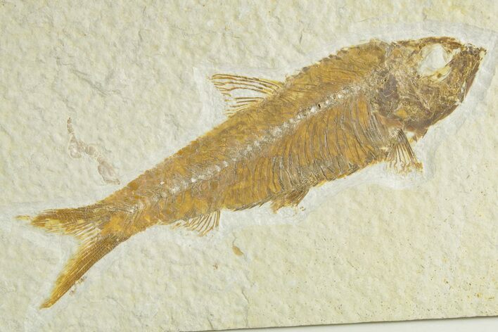 Detailed Fossil Fish (Knightia) - Wyoming #363795